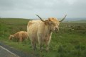 Picture Title - Highland Coo, Isle of Skye