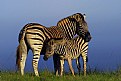 Picture Title - Zebra