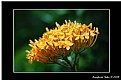 Picture Title - Yellow Bunch 1
