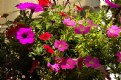 Picture Title - FLOWER  BASKET