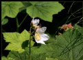 Picture Title - Thimbleberry 