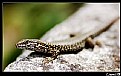 Picture Title - Small Lizard
