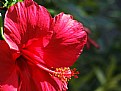 Picture Title - Hibiskus