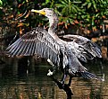 Picture Title - Cormorant Drying Off