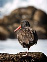 Picture Title - Oyster Catcher