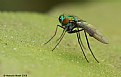 Picture Title - Small Fly