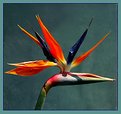 Picture Title - Uccello del Paradiso