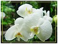 Picture Title - Orchids