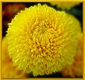 Picture Title - Chrysanthemum