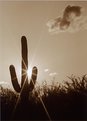 Picture Title - Desert Cactus
