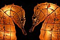 Picture Title - loving seahorse, chinese lanterns 2008