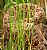 Head Shot of Timber Rattler