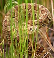 Picture Title - Head Shot of Timber Rattler