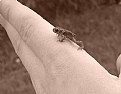 Picture Title - Tiny frog