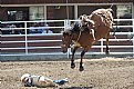 Picture Title - Bucked-Off