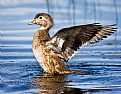 Picture Title - Female Wood Duck