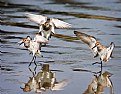 Picture Title -  Sandpipers Dancing