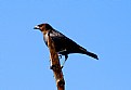 Picture Title - Act 1 Brown Headed Cowbird