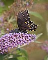 Picture Title - Swallowtail Butterfly