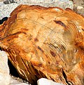 Picture Title - Petriied Montana wood