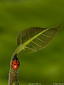 Picture Title - ...:::   lady bird   :::...