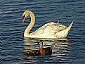 Picture Title - Mute Swan