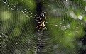 Picture Title - Spiders Web