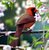 Cardinal in Cherry Blossoms