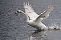 Picture Title - Mute swan on the run