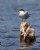 Common Tern