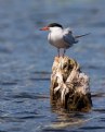 Picture Title - Common Tern