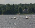 Picture Title - Trumpeter Swans