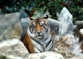 Picture Title - Siberian Tiger