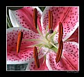 Picture Title - Asian Lily