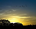 Picture Title - sunrise birds