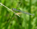 Picture Title - Damselfly
