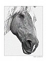 Picture Title - horse