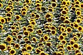 Picture Title - Sunflowers