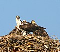 Picture Title - Osprey with young