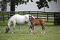 Picture Title - Baby & Mare