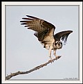 Picture Title - Osprey
