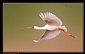 Picture Title - Spoonbill in Flight