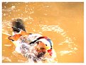Picture Title - Duck taking bath