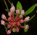 Picture Title - Hairy Flower