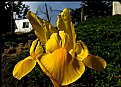 Picture Title - Yellow Dutch Iris