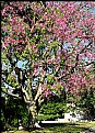 Picture Title - Flowering Tree