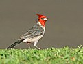 Picture Title - Red-crested Cardinal