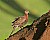 Spotted Dove