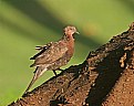 Picture Title - Spotted Dove