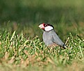 Picture Title - Java Sparrow